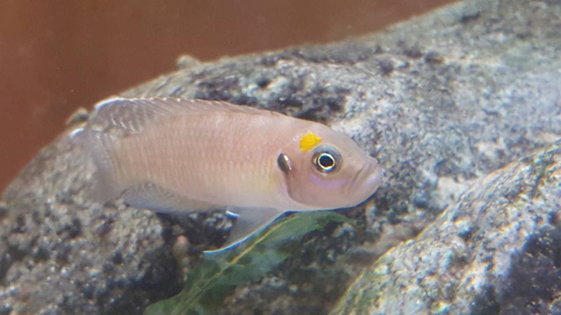 Neolamprologus brevis 'Cape Chaitika'